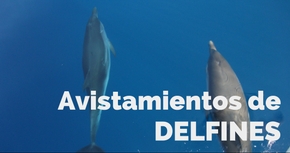 Avistamientos de delfines