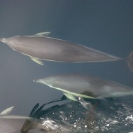 IMG00655-20111209-1434